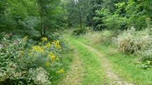 Blick auf die Wanderstrecke durch den groen Gutenbrunner Wald
