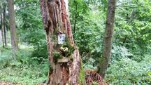  Blick zu einen Bildbaum 