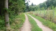 Blick auf die Wanderstrecke durch den groen Gutenbrunner Wald
