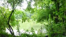  Blick auf den naturbelassenen Teich 