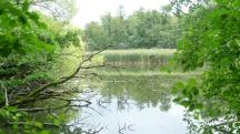  Blick auf den naturbelassenen Teich 