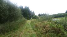  Blick auf die Wanderstrecke - entlang des Forstteich 