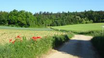 Blick auf die Wanderstrecke - auf dem Zemlinger Rundwanderweg