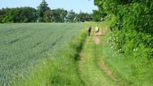 Blick auf die Wanderstrecke - auf dem Zemlinger Rundwanderweg
