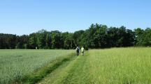 Blick auf die Wanderstrecke - auf dem Zemlinger Rundwanderweg