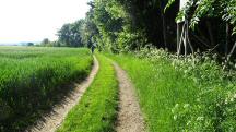 Blick auf die Wanderstrecke - auf dem Zemlinger Rundwanderweg