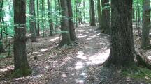  Blick auf die Wanderstrecke auf dem Eichberg 