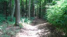  Blick auf die Wanderstrecke auf dem Eichberg 