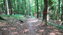  Blick auf die Wanderstrecke auf dem Eichberg 