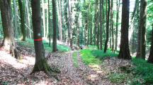  Blick auf die Wanderstrecke auf dem Eichberg 