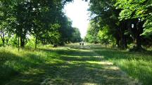  Blick auf die Wanderstrecke in der Lindenallee 