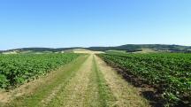 Blick auf die Wanderstrecke in der Riede Wackergrund