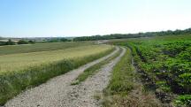 Blick auf die Wanderstrecke in der Riede Frauenthal