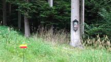  Blick zu einem Bildbaum an der Wanderstrecke 