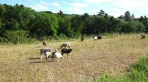  ein sch�nes tierisches Bild 