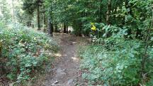 Blick auf die Wanderstrecke bergab vom Gro�en Peilstein