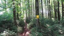 Blick auf die Wanderstrecke bergab vom Gro�en Peilstein