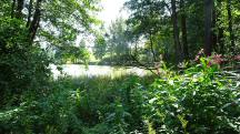  Blick zum Waldteich 