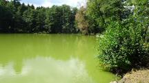  Blick auf den Waldteich 