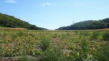  Blick zu einen gro�en K�rbisfeld 